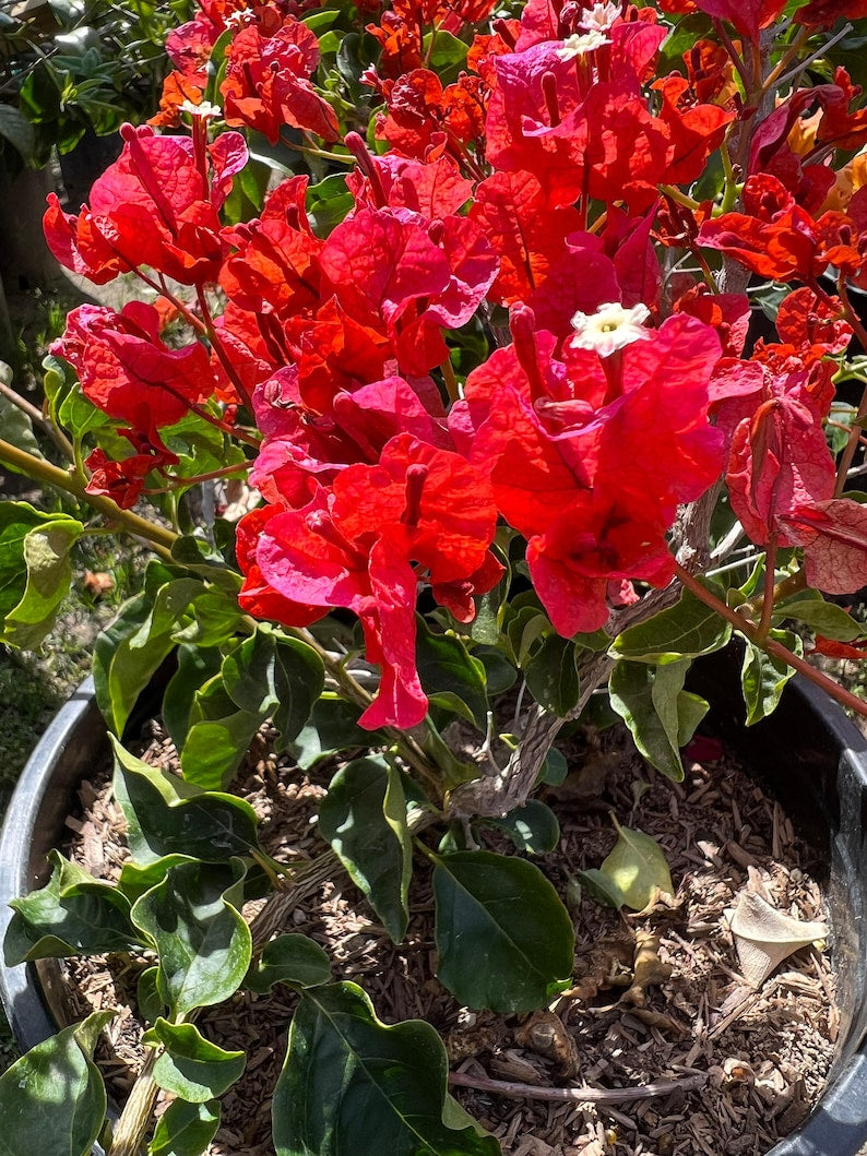 Bougainvillea Orange King Bush Plant – 1-2 Feet Tall in 3-Gallon Pot – Tropical Orange Blooms – Drought Tolerant Garden Plant