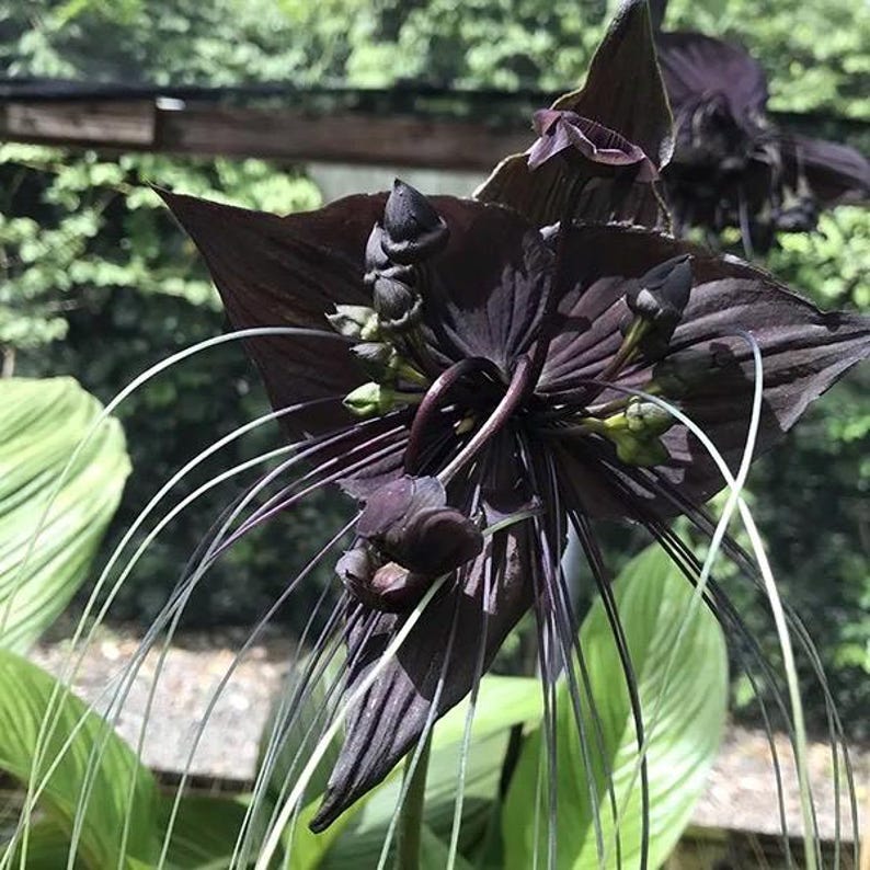 Bat Flower Plant in 4" Pot | Black Tacca chantrieri | Exotic Indoor/Outdoor Bloom | Unique Bat-Shaped Flowers