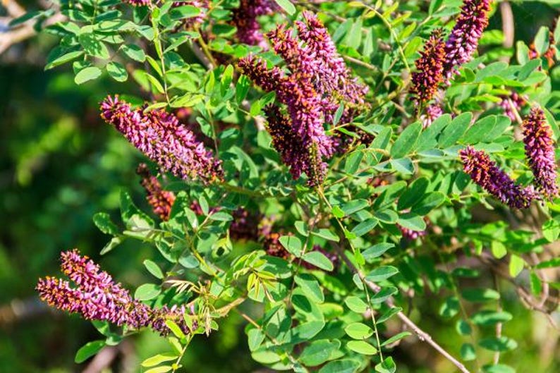 False Indigo Plant Seeds - Baptisia australis Perennial Flowering Plant for Gardens, Blue/Purple Blooms