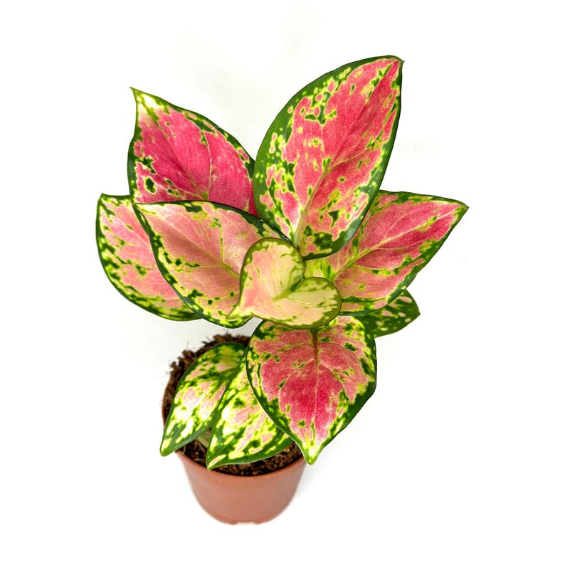 Aglaonema Pink Beauty Live Plant – Rooted 2-Inch Indoor Houseplant with Pink and Green Foliage, Tropical Decor, Beginner Friendly