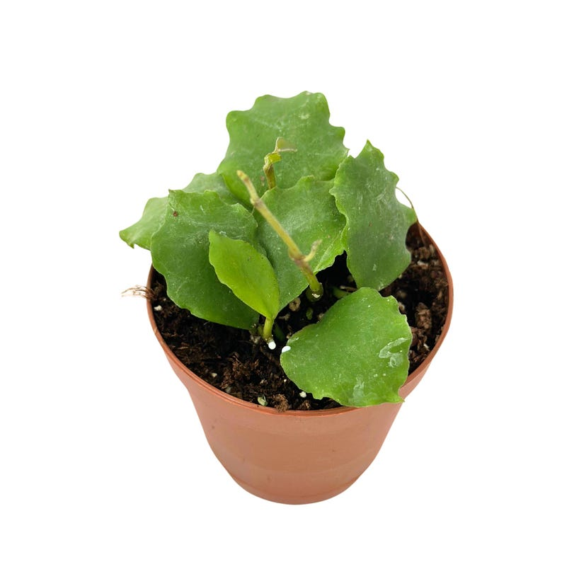 Hoya Endauensis Live Plant, 2 Inch Rooted Starter, Pet Safe Tropical Houseplant, Trailing Foliage, Indoor Garden, Rare Hoya