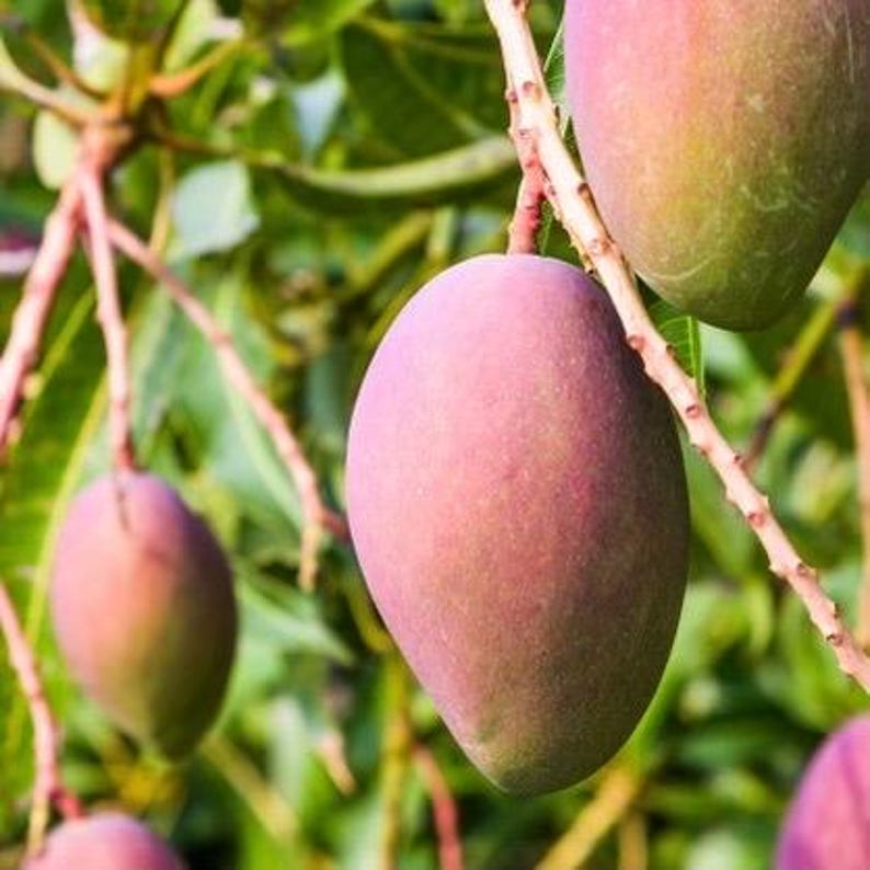 Grafted Glenn Mango Tree in 1/2 Gallon Pot – Tropical Fruit Plant for Container Gardening – Mangifera indica 'Glenn'