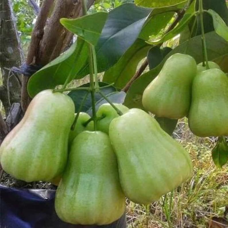 Green Wax Apple Tree 3-Gallon Air-Layered Syzygium samarangense Tropical Fruit Plant