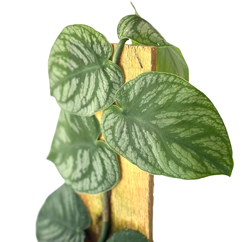Monstera Dubia Live Plant – Shingle Climbing Houseplant with Silver Variegation, Tropical Indoor Plant, Starter Plant, Gift