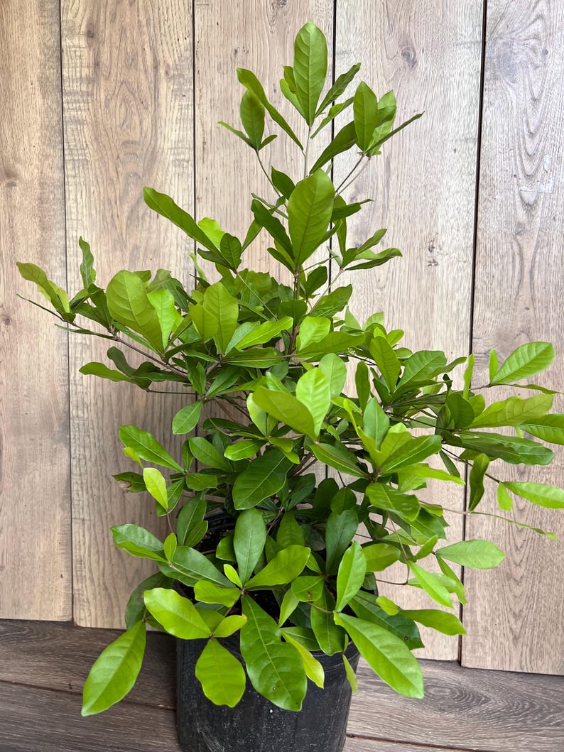 Miracle Fruit Tree 6" Pot Synsepalum dulcificum Taste-Altering Berry Plant Indoor Outdoor