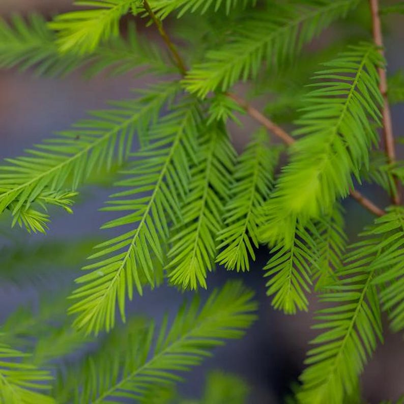 Bald Cypress Tree Large Stock 4 ft Taxodium distichum Wetland Coastal Landscape Plant