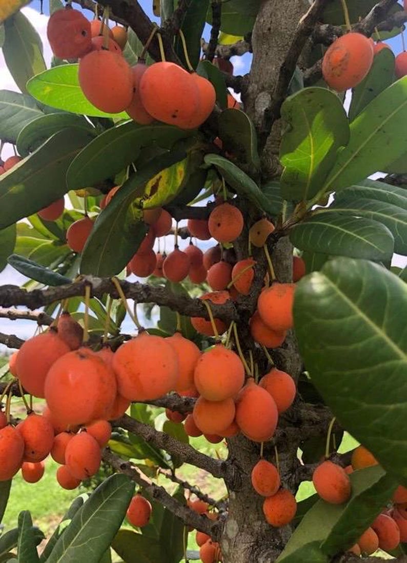 Imbe Tree 6-Inch Pot Garcinia Livingstonei Tropical Fruit Plant for Garden or Indoor Use