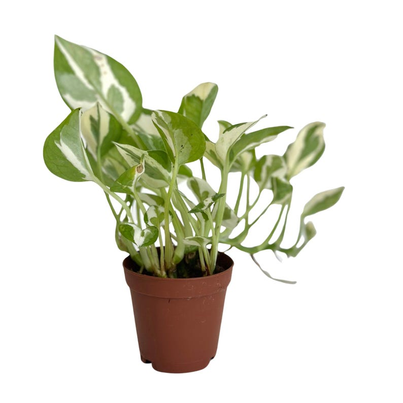 Pothos N Joy Live Plant, Variegated Epipremnum Aureum, Indoor Houseplant, Trailing Foliage, Rooted Starter, Easy Care