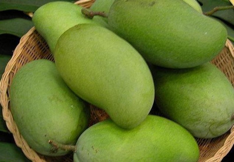 Okrung Mango Tree - Grafted 3 to 4 Feet Tall - Mangifera indica - 3 Gal Pot