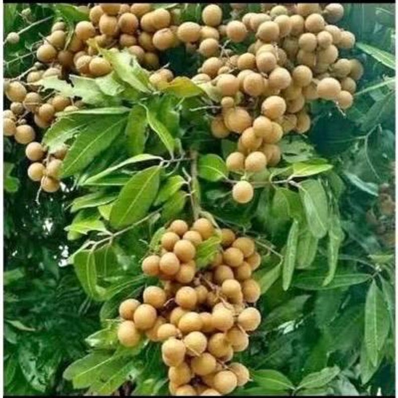 Kohala Longan Tree in 1/2 Gallon Pot, Air-Layered, Sweet Fruit, Dimocarpus longan, Tropical Fruit Plant for Home Garden