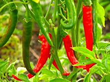 Thai Dragon Pepper Live Plant - 3” Pot - Capsicum annuum