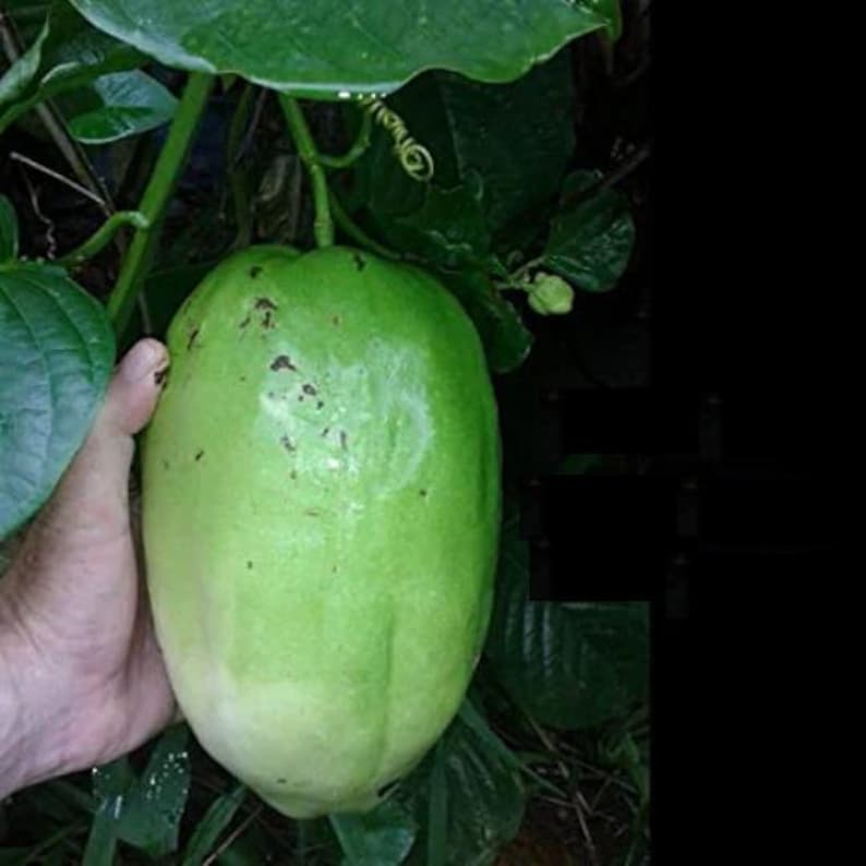 Giant Passion Fruit Plant - 3 Gal Pot - Ruby Glow Variety - Edible Fruit & Showy Flowers - Passiflora phoenicea