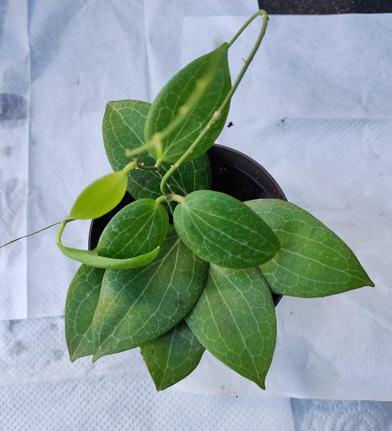 Hoya Fitchii Live Plant in 3-Inch Pot with Free Rooted Cutting - Indoor Tropical Houseplant - Trailing Vine