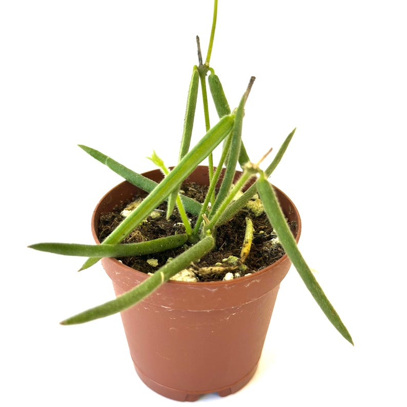 Hoya Linearis Live Plant, Trailing Houseplant in 2-Inch Pot, Rare Tropical Vine, Indoor Decorative Foliage