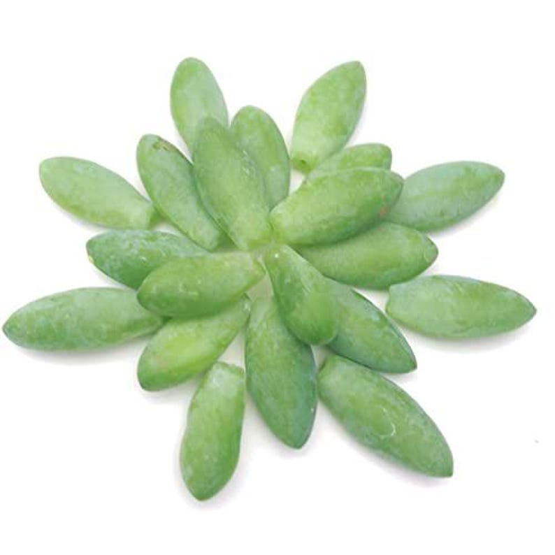 Organic Burro's Tail Succulent Leaves for Propagation - Sedum morganianum - 20 Fresh Cuttings for Trailing Planting