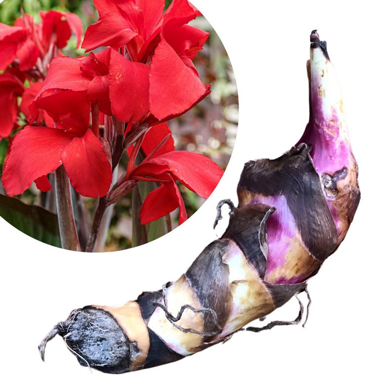 Organic Red Canna Lily Bulb - Large Canna indica for Vibrant Garden Blooms, Tropical Landscape, Full Sun Planting