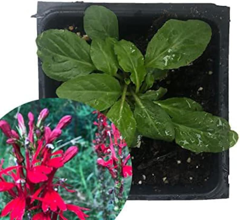Organic Cardinal Flower Plant 2.5-Inch Pot Lobelia cardinalis Scarlet Lobelia Pollinator Garden Wetlands