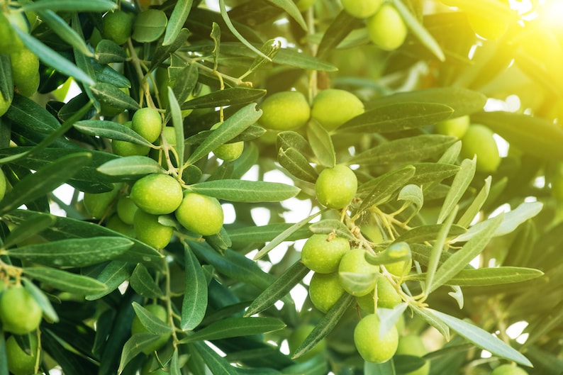 Arbequina Olive Tree - Half Gallon Pot - Indoor/Outdoor Plant - Olea europaea 'Arbequina'