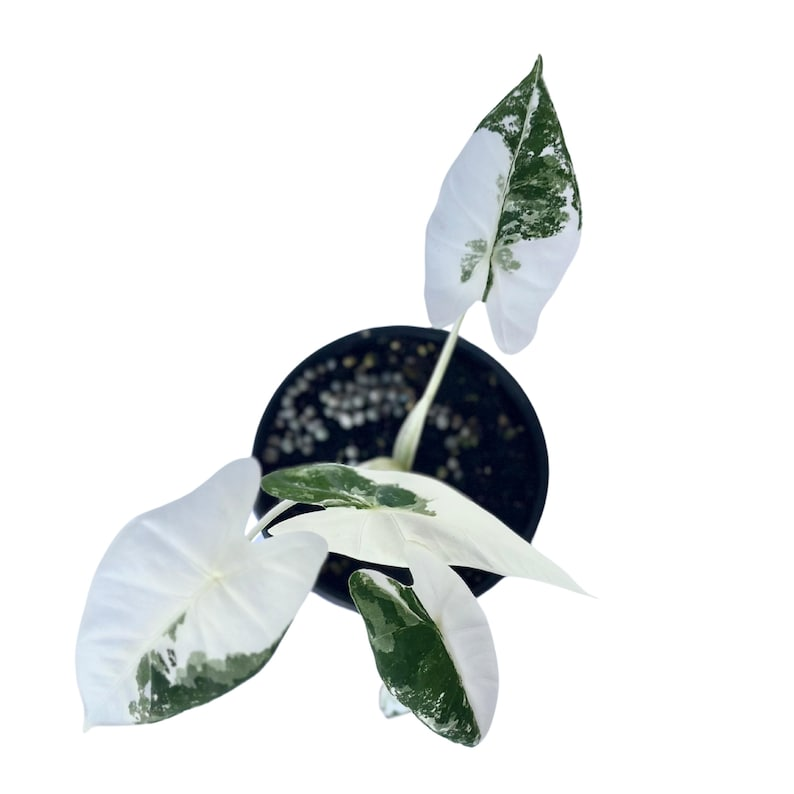 Variegated Alocasia Frydek Live Plant | 4 Inch Rooted Indoor Houseplant | Green & White Variegation | Tropical Foliage | Rare Houseplant