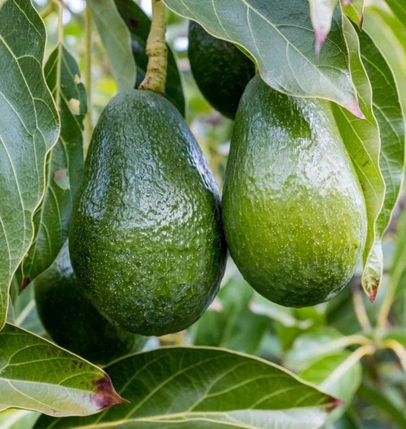 Grafted Day Avocado Tree 2ft in Pot - Persea americana - Cold Tolerant Fruit Tree with Nutty Flavor