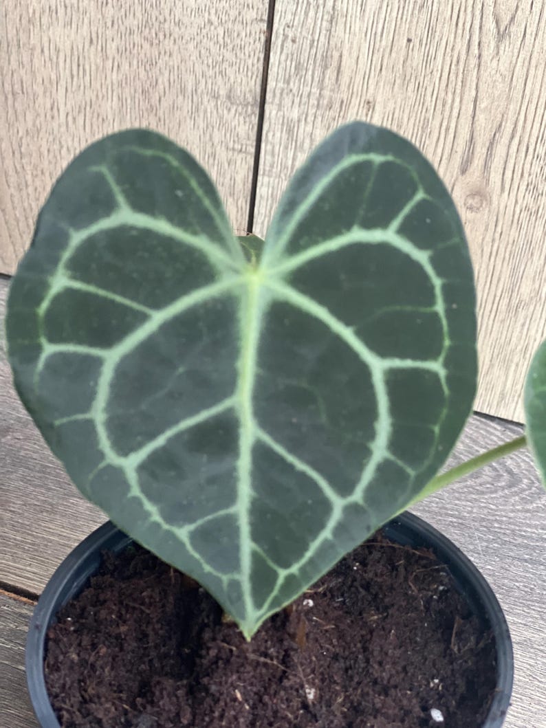 Anthurium Clarinervium 4" Pot - Rare Aroid Indoor Plant with Heart-Shaped Leaves and White Veining