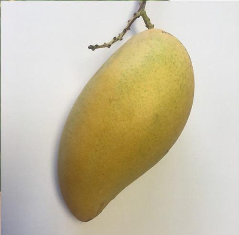 Grafted Sai Tong Mango Tree - 1-2 Feet Tall - Live Plant in 6" Pot - Sweet Thai Mango Variety - Mangifera indica