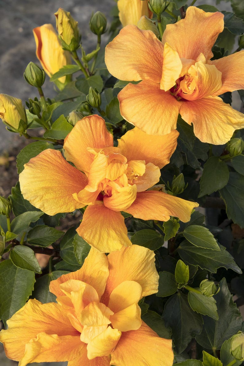 Live Kona Improve Hibiscus Plant 1-2ft Golden Yellow Blooms in 1 Gallon Pot