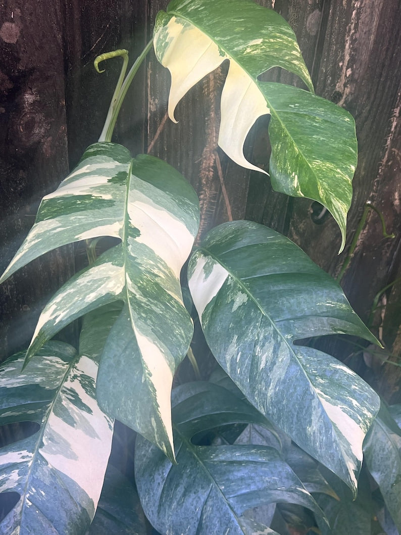 Epipremnum Pinnatum Albo Variegated Plant in 4" Pot, Indoor Houseplant, Air Purifying, Variegated Dragon Tail, Tropical Climber