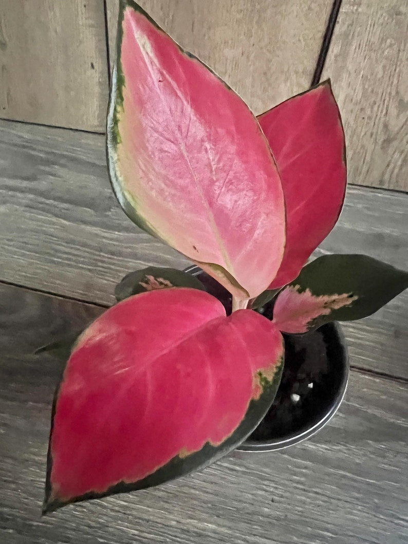 Aglaonema China Red Indoor Houseplant in 4" Pot - Colorful Foliage, Low Maintenance, Air Purifying