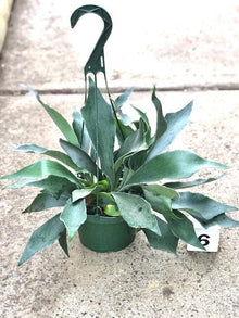 Staghorn Fern Potted Plant 6" Pot - Platycerium Bifurcatum Indoor Live Plant for Home Decor