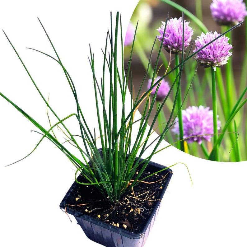 Organic Chives Plant in 2.5-Inch Pot | Edible Allium schoenoprasum Herb for Kitchen Garden