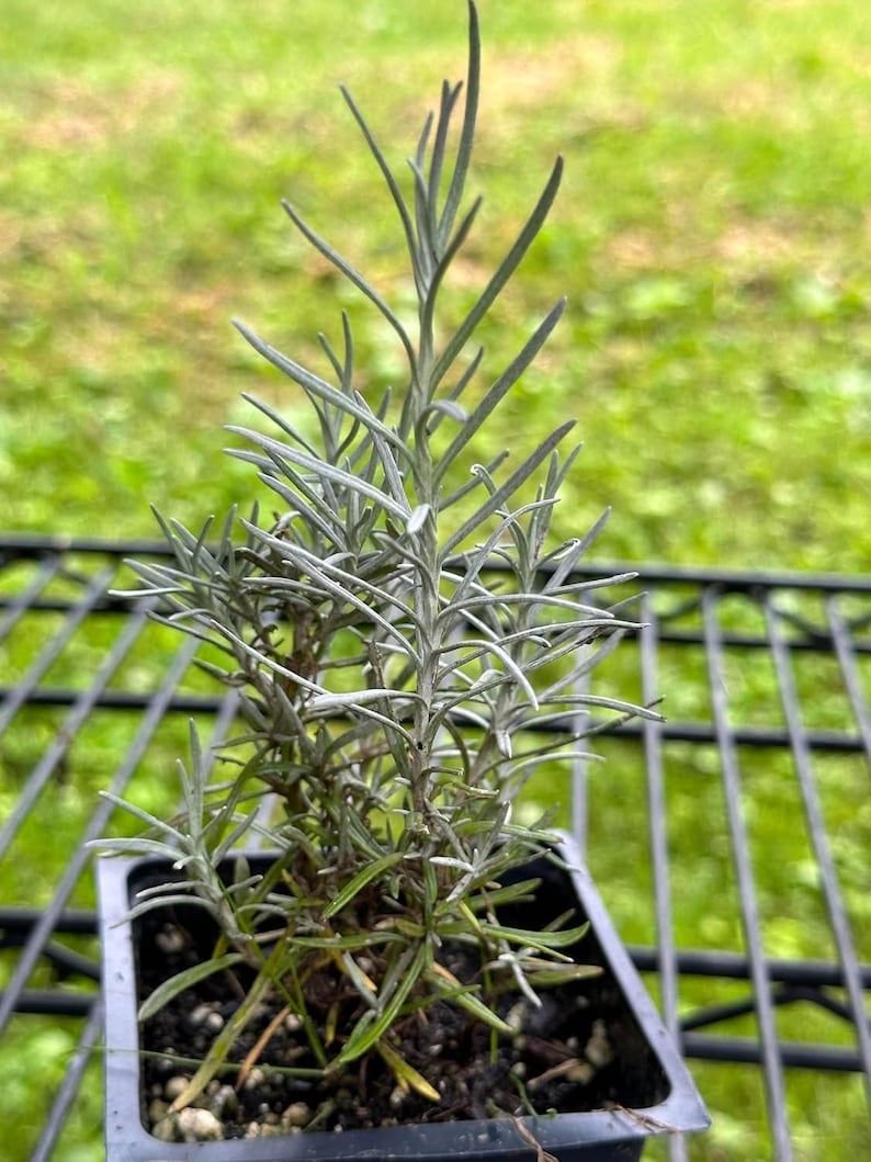 Organic Curry Plant in 2.5-Inch Pot | Helichrysum italicum Fragrant Herb for Garden & Home