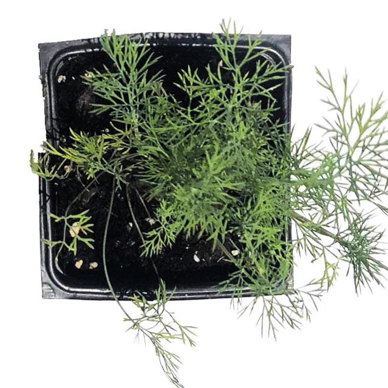 Organic Dill Plant in 2.5-Inch Pot | Anethum graveolens Culinary Herb for Gardens & Windowsills