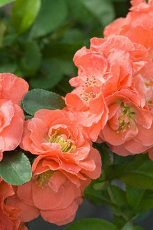 Double Take Peach Flowering Quince - 3 Gallon Pot - Chaenomeles speciosa - Thornless, Heat Resistant, Spring Blooms
