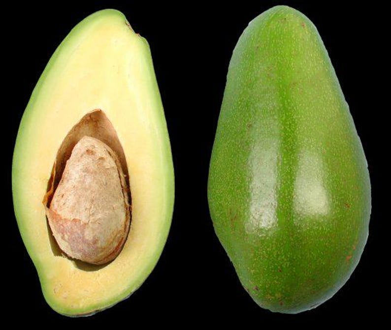 Doni Avocado Tree Grafted 3-Gallon Pot Florida's First Quality Persea americana for Home Garden or Commercial Use