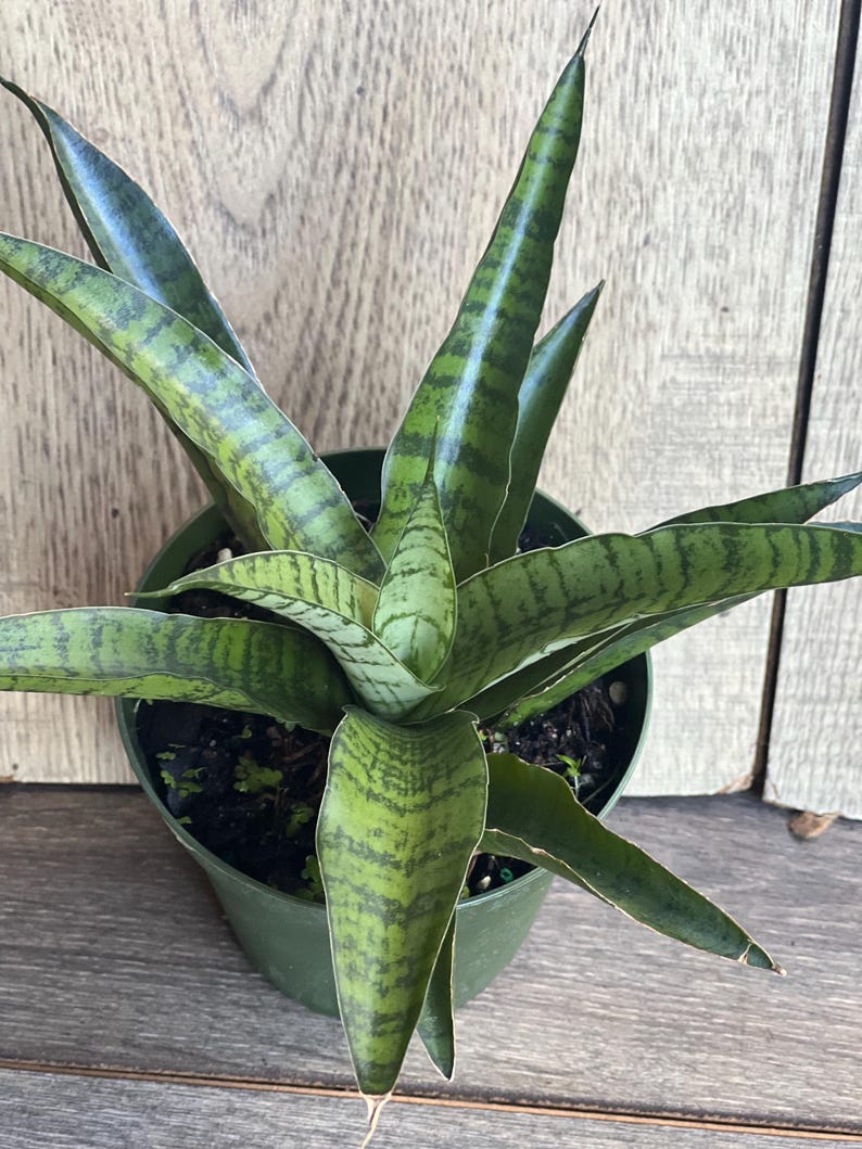 Sansevieria Gabriella Hybrid Plant in 4" Pot | Compact Snake Plant | Indoor Air Purifying | Sansevieria trifasciata 'Hahnii'