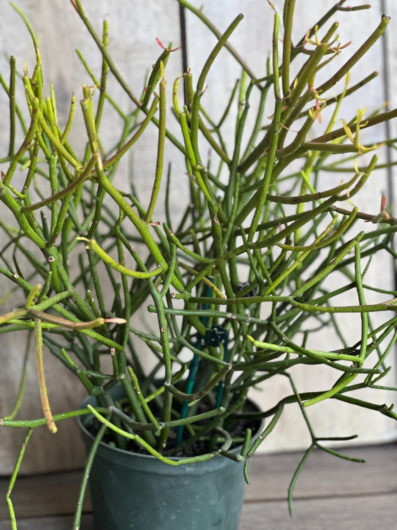 Pencil Cactus Succulent Plant 6" Pot Euphorbia tirucalli Indoor Bright Sunlight Unique Stem