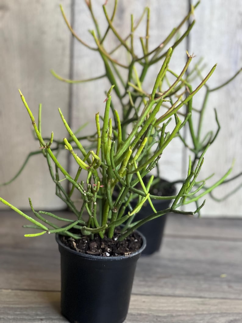 Pencil Cactus Plant in 4" Pot - Euphorbia tirucalli - Indoor Succulent, Drought Tolerant, Low Maintenance Houseplant