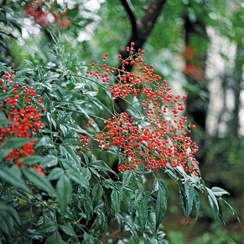 Domestica Nandina Plants 3" Container | Heavenly Bamboo Evergreen Shrub with Red Foliage & Berries | Ornamental Garden Shrubs