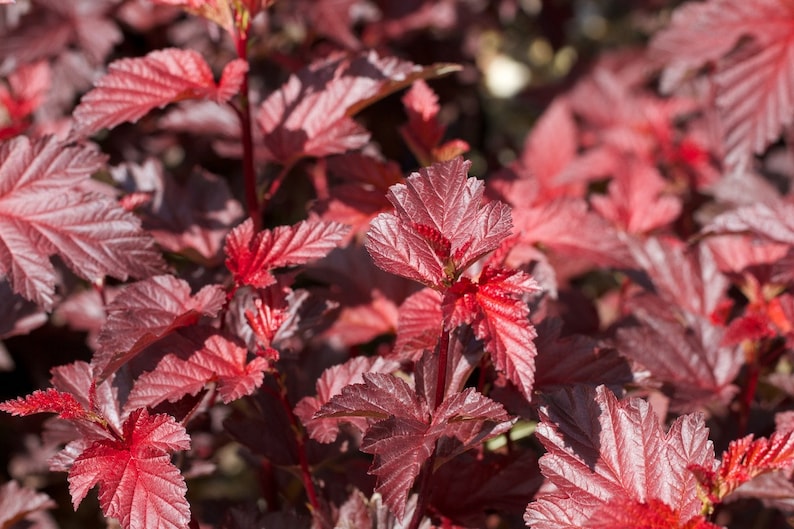Red Ninebark Plants 3" Container, Physocarpus opulifolius 'Diabolo', Reddish Purple Foliage, Deciduous Shrub, Garden Landscape, 8-10" Tall