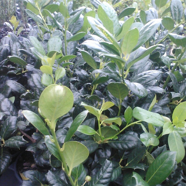Nellie R. Stevens Holly Trees - 2 Pack, 6-8" in 3" Pots, Ilex x attenuata, Privacy Screen & Hedge Plants, Zones 6-9