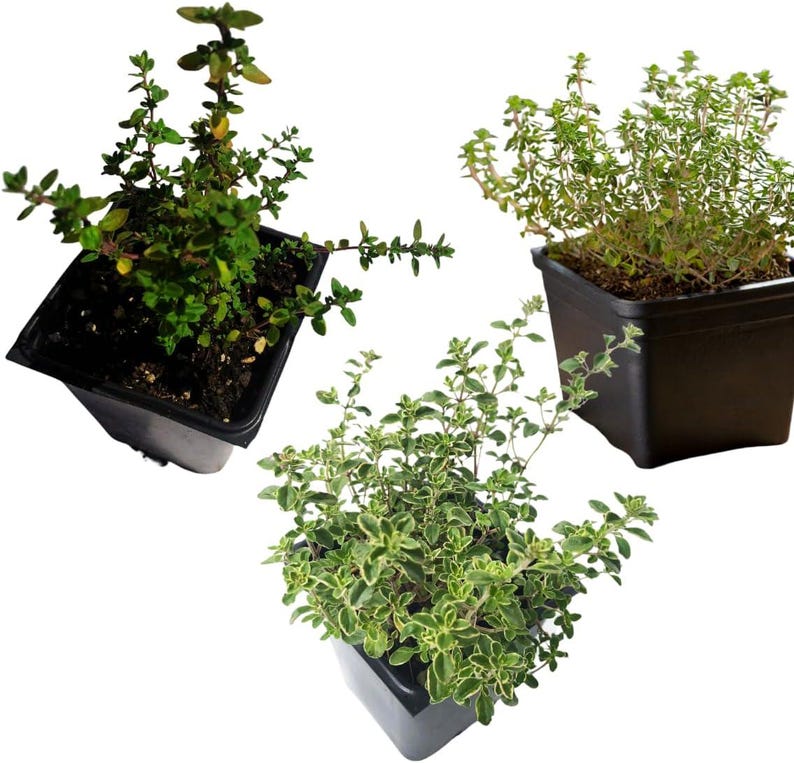 Organic Herb Bundle 3-Pack in 2.5-Inch Pots – Culinary, Tea & Garnishing Herbs – Choose Your Favorite Varieties
