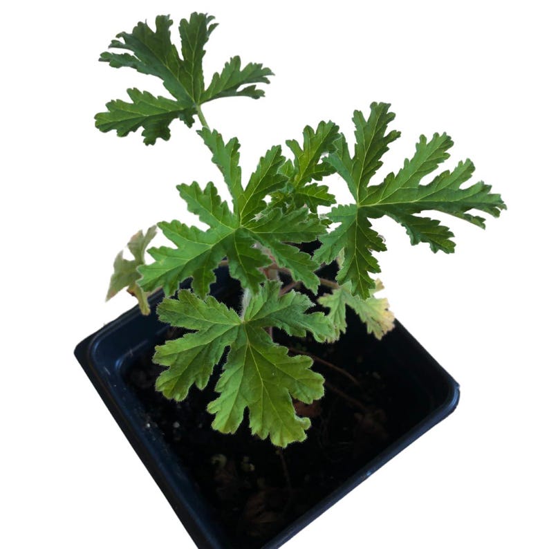 Organic Citronella Scented Geranium Plant in 2.5-inch Pot | Pelargonium crispum 'Citronella' | Indoor/Outdoor Herb