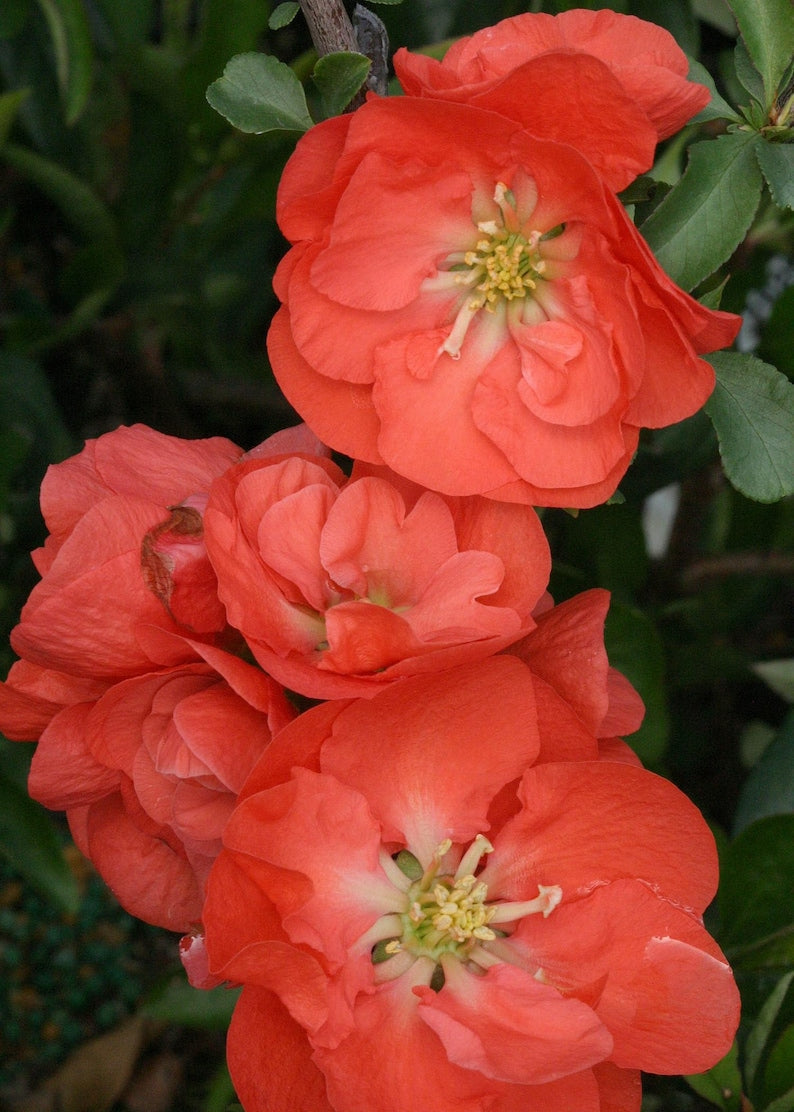 Double Take Orange Flowering Quince Plant in 6" Pot, Chaenomeles speciosa, Bright Scarlet Spring Flowers, Drought Tolerant Shrub