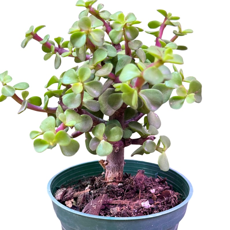 Portulacaria Afra Jade Bonsai Live Plant – 4 Inch Pot, Indoor Succulent, Elephant Bush, Bonsai Training, Easy Care, Decorative Plant
