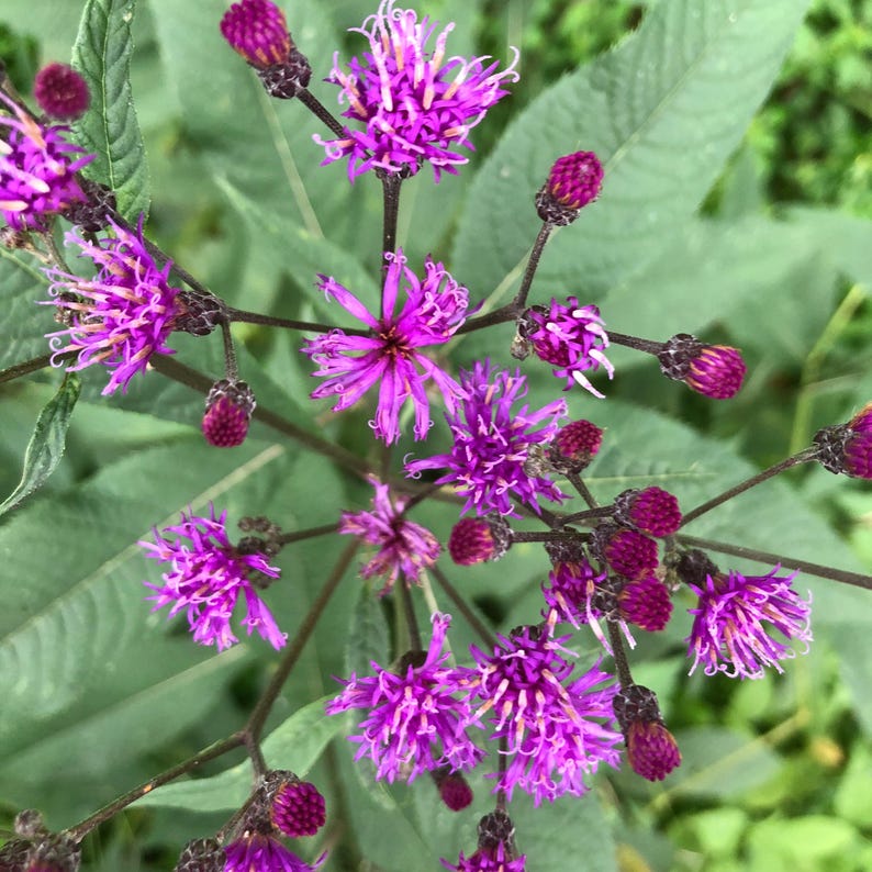 Organic Ironweed Plant in 2.5-inch Pot | Vernonia gigantea | Native Perennial for Pollinators