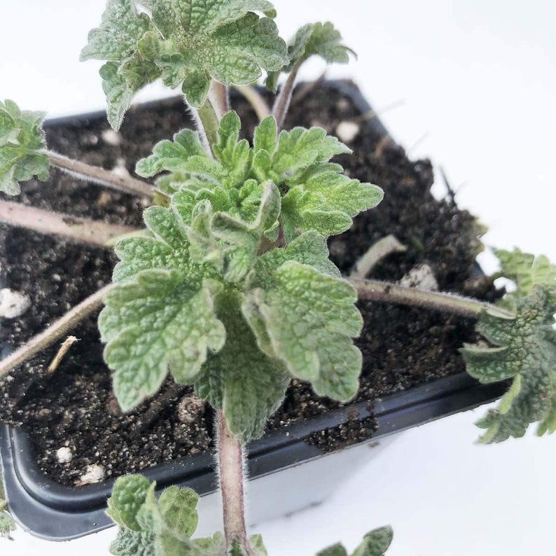 Organic Motherwort Plant in 2.5-Inch Pot | Leonurus cardiaca | Bee-Friendly Perennial for Gardens