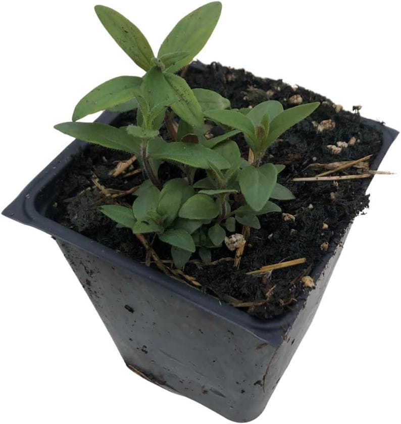 Organic Hoary Mountain Mint Plant in 2.5-Inch Pot, Pycnanthemum incanum, Pollinator Friendly, White Flowers, Perennial, USDA Zones 4-8