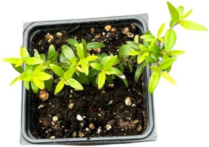 Organic Green Myrtle Plant in 2.5-Inch Pot, Myrtus communis, Drought Tolerant, Deer Resistant, Indoor/Outdoor Shrub