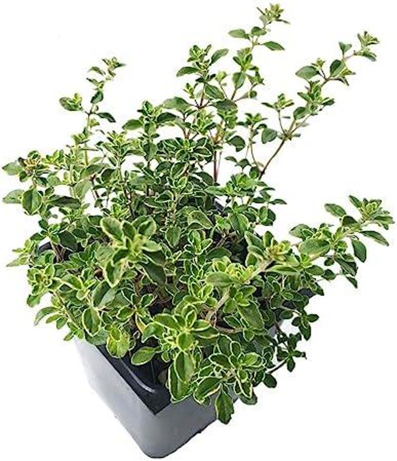 Organic Golden Variegated Lemon Thyme Plant - 2.5-inch Pot - Fragrant Culinary Herb - Thymus x citriodorus v. 'Aureus'